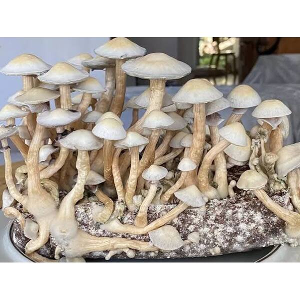 Albino A+ 14g