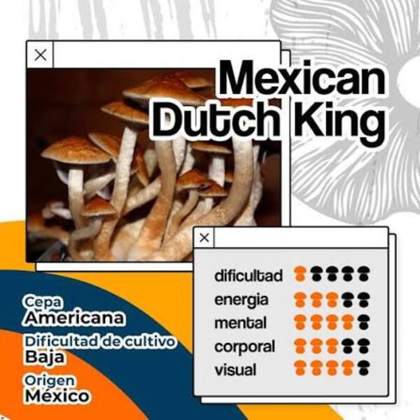 Mexican Dutch King 14g
