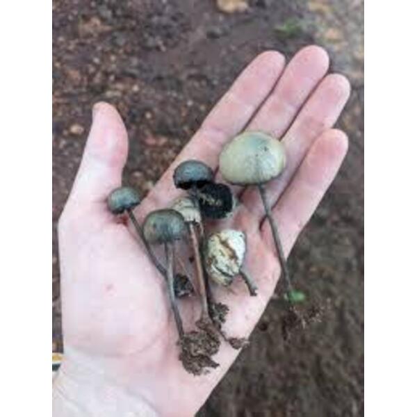 Panaeolus Cyanescens 14g