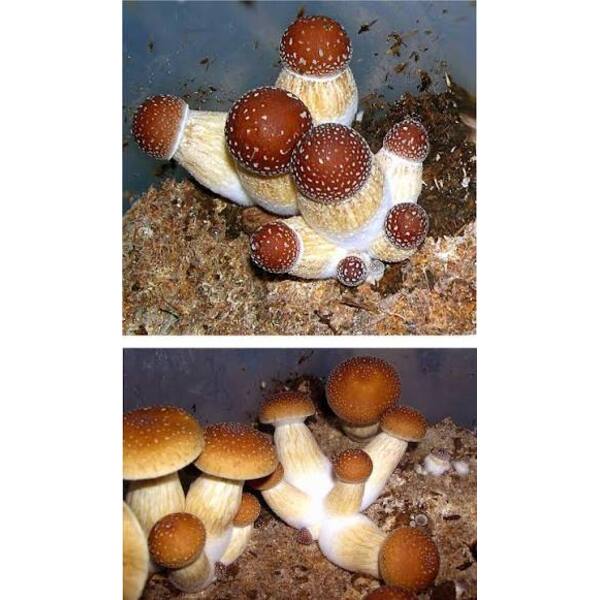 B. Cubensis Spores 1 syringe